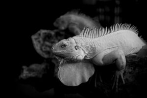 クーリングジェルは痛み軽減にどのような効果があるのか？