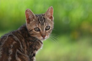 家庭用脱毛器で効果重視のヒゲ脱毛は本当にできるのか？