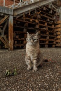 家庭用脱毛器の効果は濃い毛にも適しているのか？