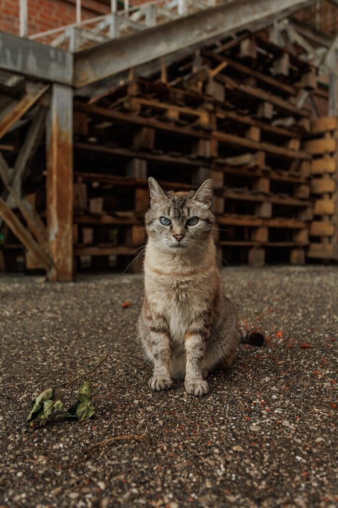 家庭用脱毛器の効果は濃い毛にも適しているのか？