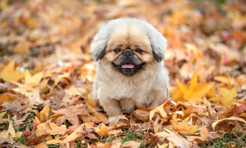 メディオスターの効果は何回で出るのか徹底解説しますか？