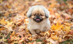 メディオスターの効果は何回で出るのか徹底解説しますか？